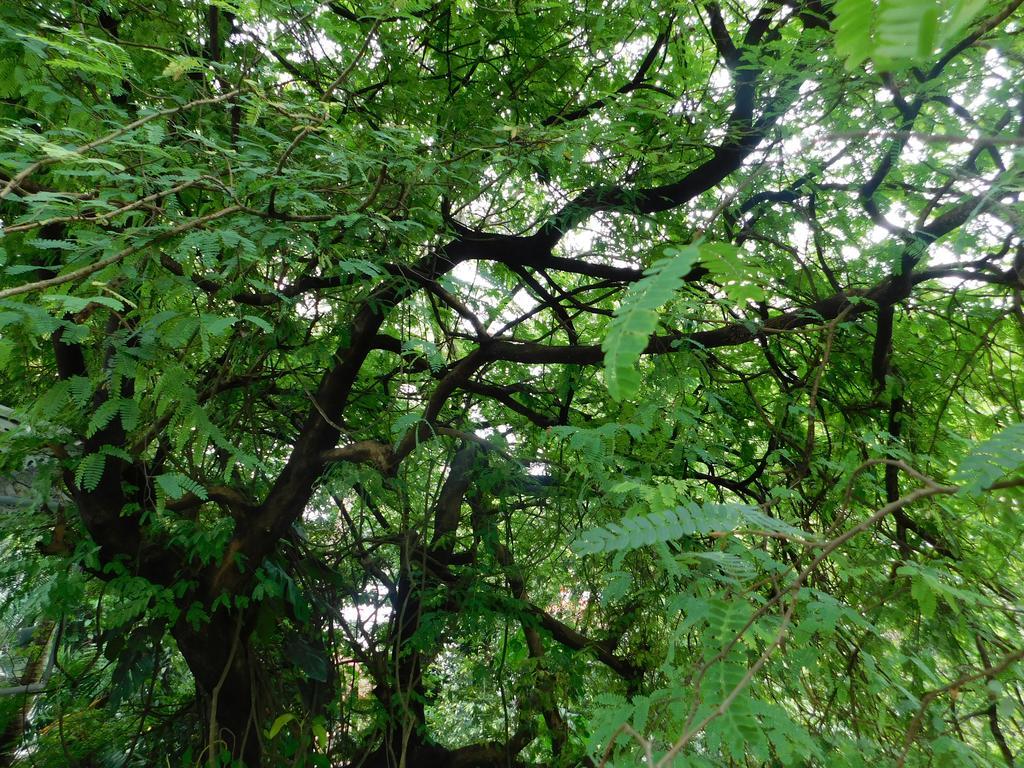 Kochi Green Woods Bethlehem מראה חיצוני תמונה